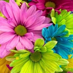 Meet your Posher, Janice